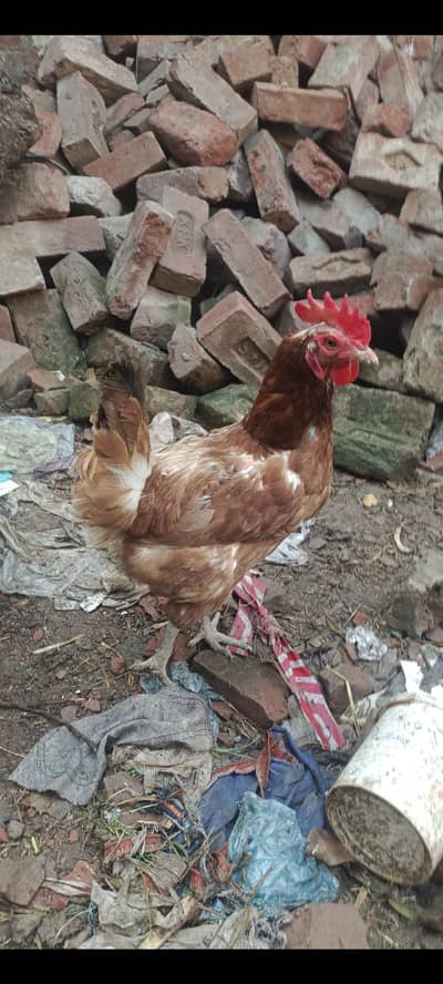 desi misri goldan Rir cross female