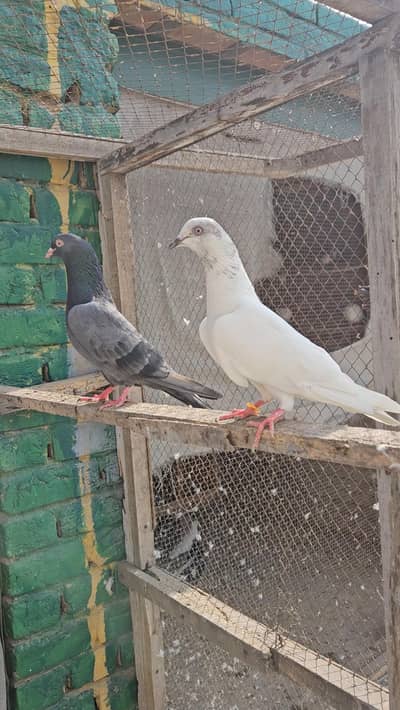 Breeder Jora for sale