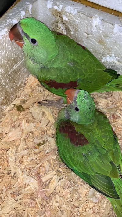 Alexandrine (Pahari) Hand-Tame Baby Parrot - 1.5 Month Old