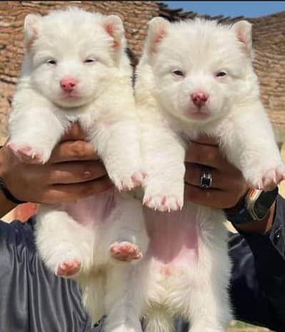 Russian dog puppy 03101565438