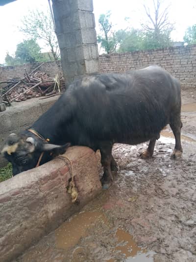 Female Buffalo for sale in Gujrat