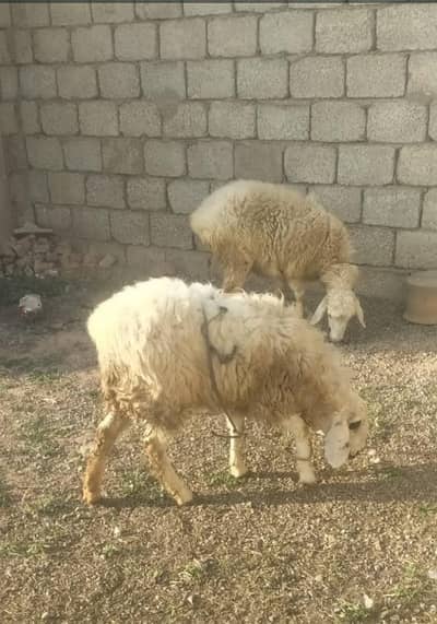sheep's for sale
