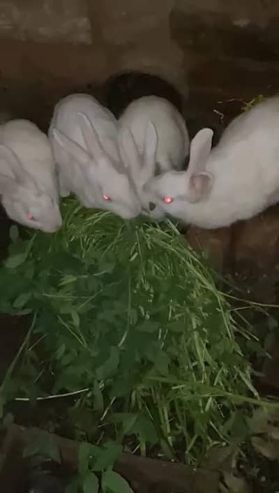 red eyes white rabbit female number 03239931993