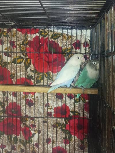 Lovebirds+cage box