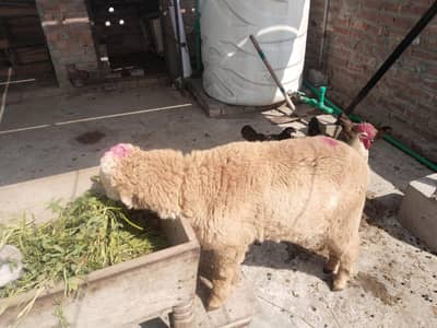 Mundra chtra for sail