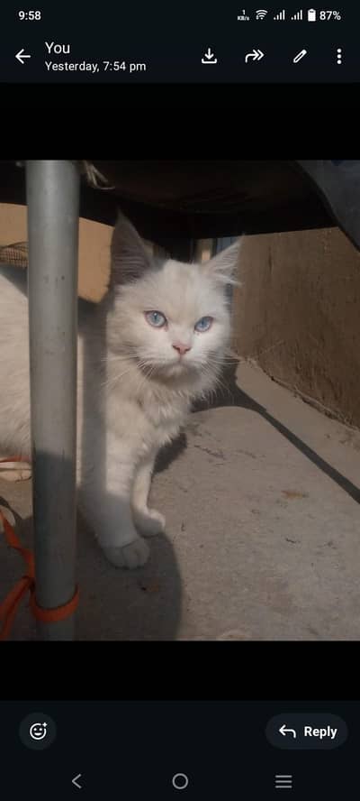 Persian cat triple coated and Blue eyes