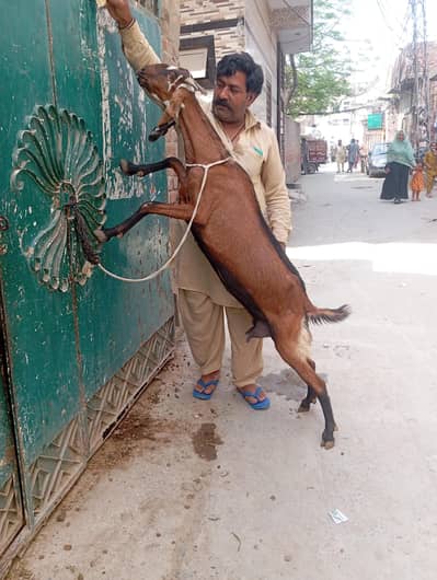 nagra beauty 03141446467