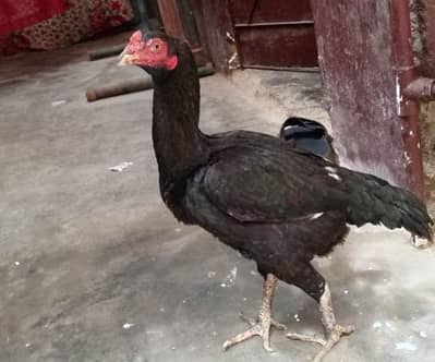 aseel mushki murgi urgent sale