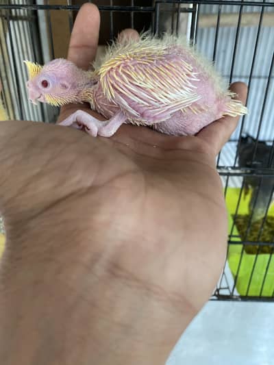 Cocktail chicks available haldi active hand tame ka liya