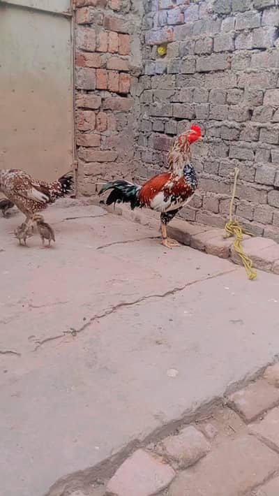 thi ka chicks ha our pair Pakistani ha our ak herra murga