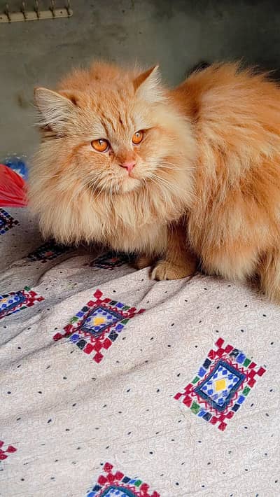Persian male double coat
