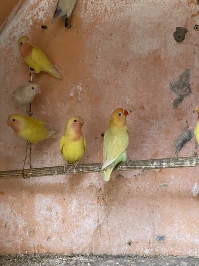 Common Lutino, pastelino