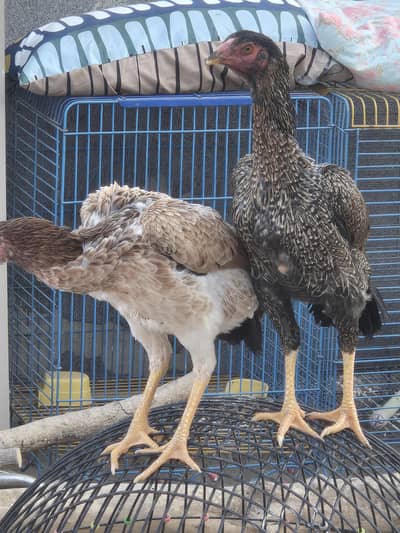 Two Shamoo egg laying females for sale