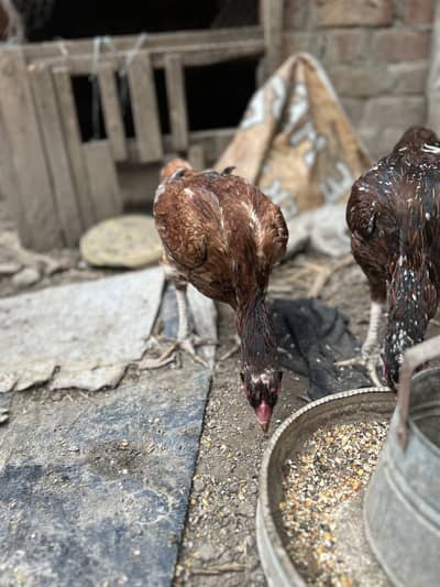 Aseel Murgha And 2 Cheenes Murghi For Sale