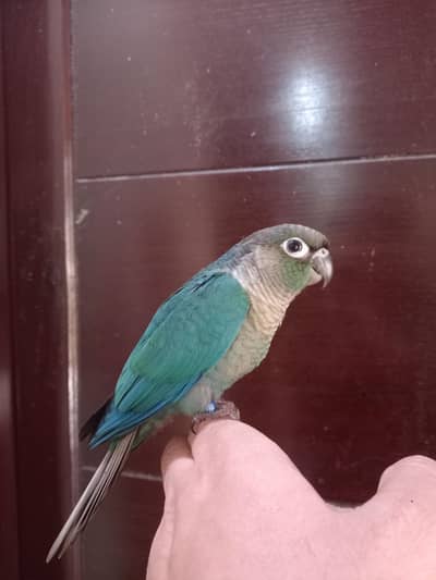 Blue turquoise/voilet torqouise conure parrot available