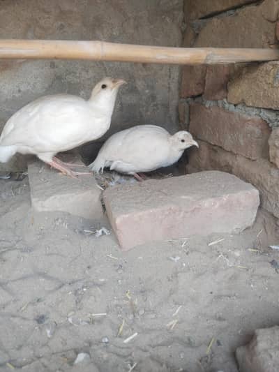 cotton white titar pair