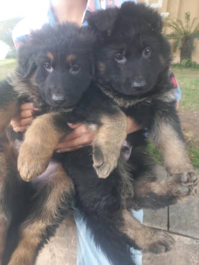 male and females in good quality each 65000 only