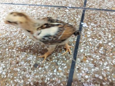 Aseel lasani for sale 03066709905