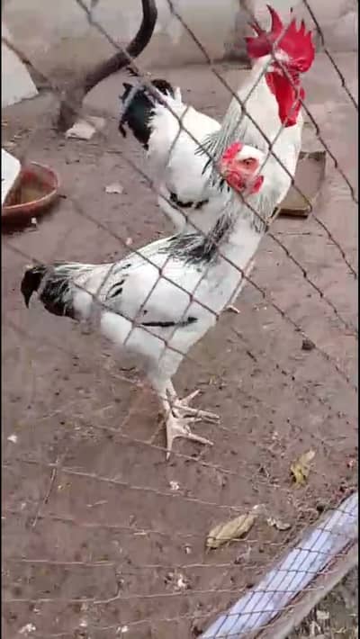 Light Susex ( assel cross )