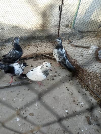 PEGIONS FOR SALE (6 DESI and 3 choogy )