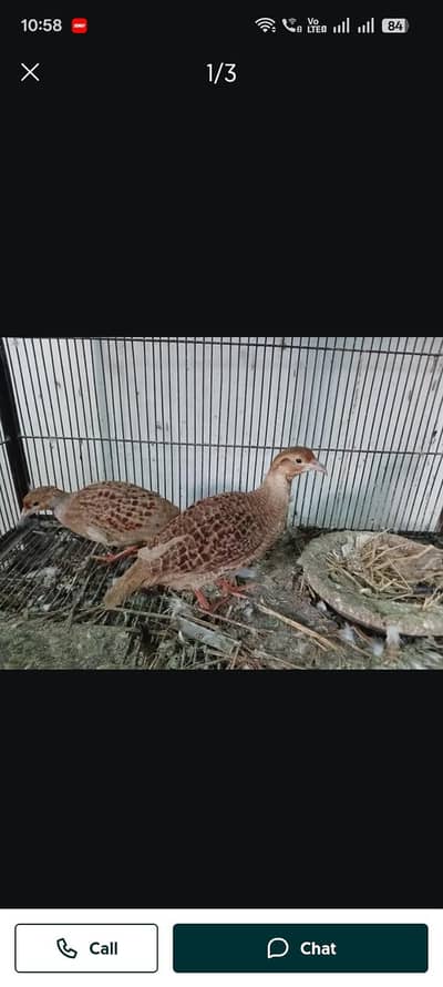 bread pair with 4 eggs