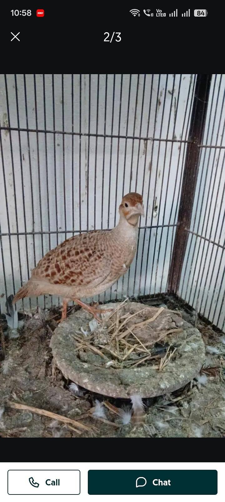 bread pair with 4 eggs 1