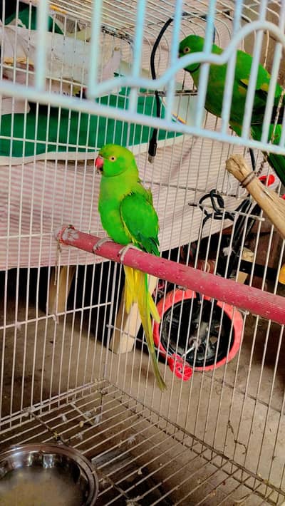 pair fully tame breeder pair one egg lying