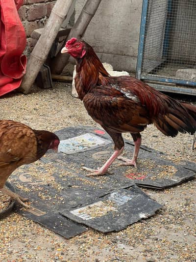 Pure Aseel Pairs Available