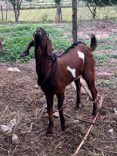 livestock for sale on urgent