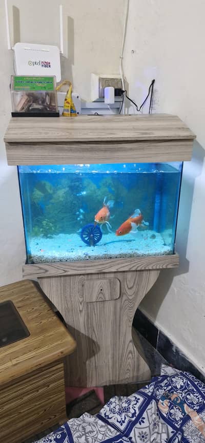 Only fish Aquarium