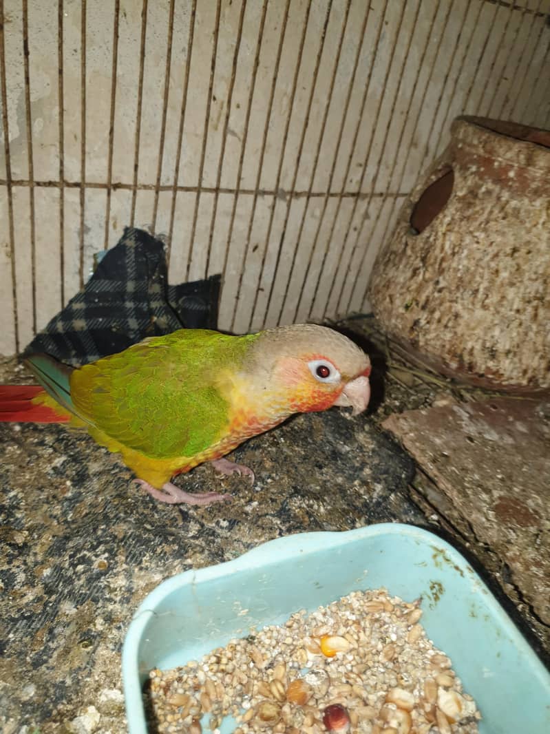 pineapple conure 0