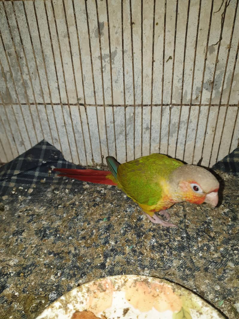 pineapple conure 1
