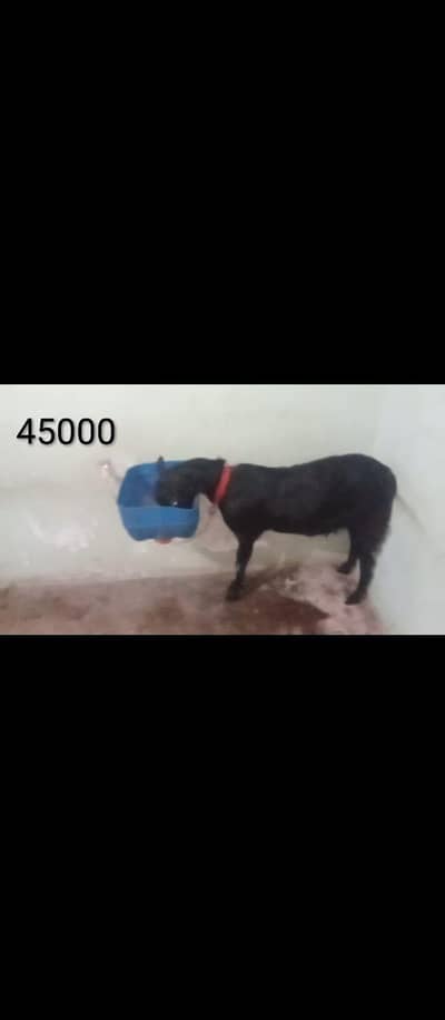 bakra bakri for sale 03060038102