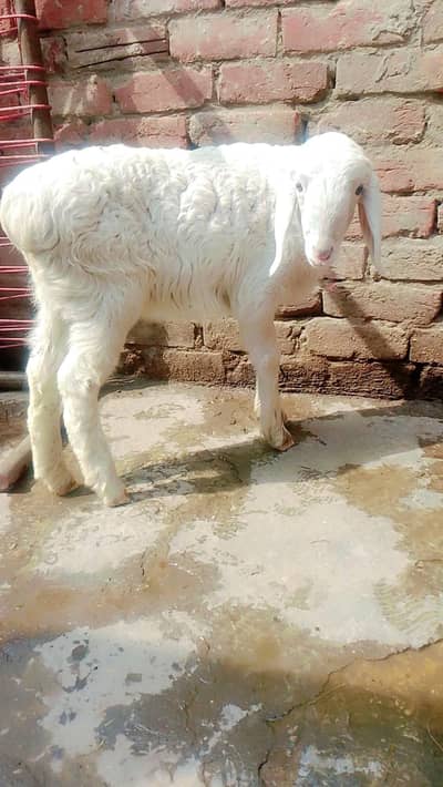 peyor talakang choti chaki