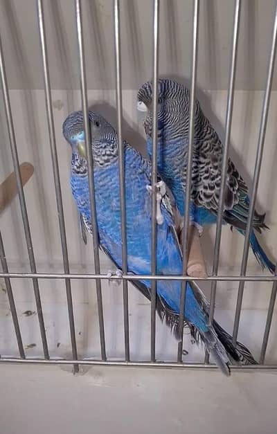 black face, rainbow baggies, pegions aur bobwhite male available