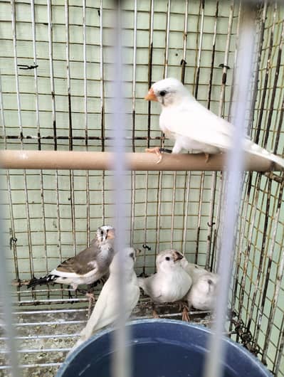 Zabra finch for sale urgent sale
