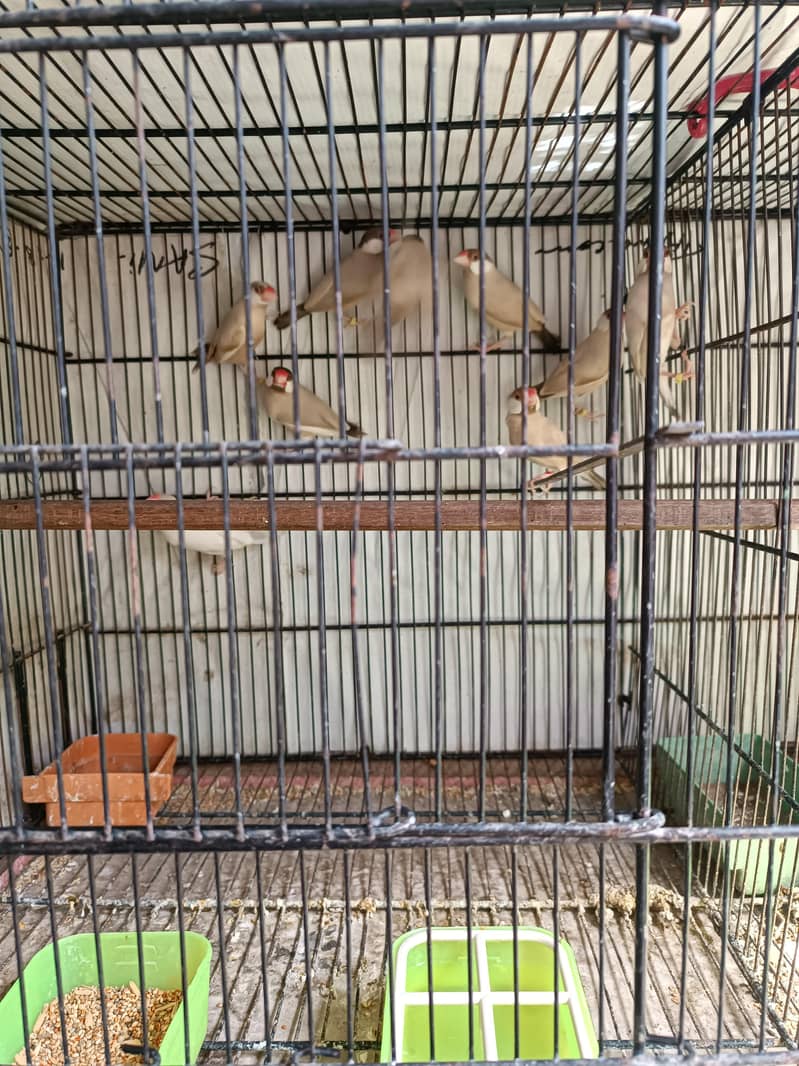 Fawn Java Dark Head 1