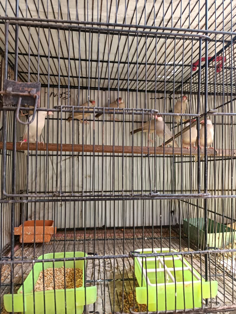 Fawn Java Dark Head 3