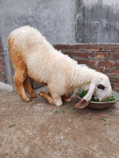 Desi chatra ghr ka Pala hwa