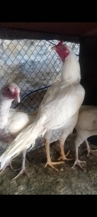 Heera Aik patha 3 Pathtiya 03065828477 whats app