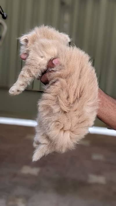 PERSIAN HIGH QUALITY KITTENS