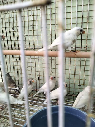 Zabra finches urgent sale