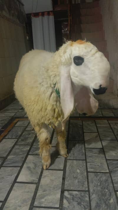 Kajla sheep beautiful healthy sheep