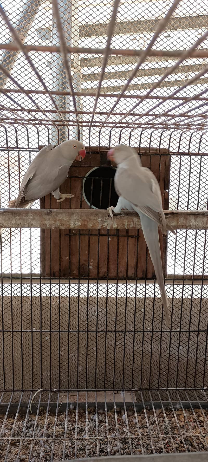 Silver Ringneck pair 0