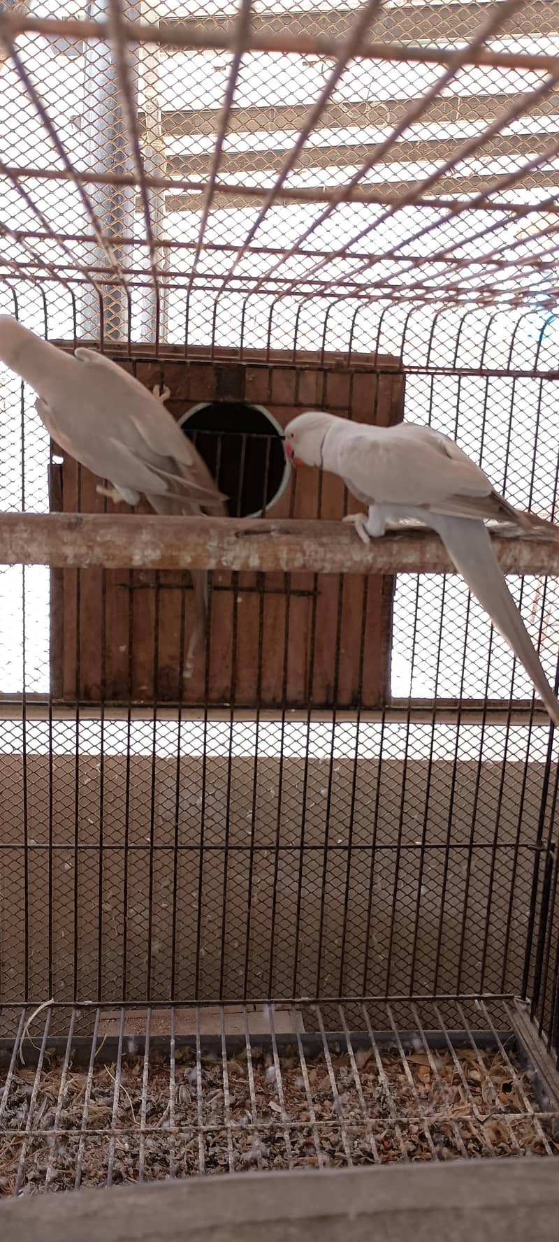 Silver Ringneck pair 1