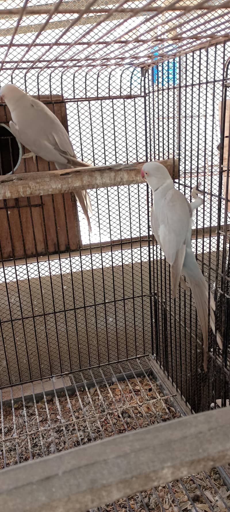 Silver Ringneck pair 2