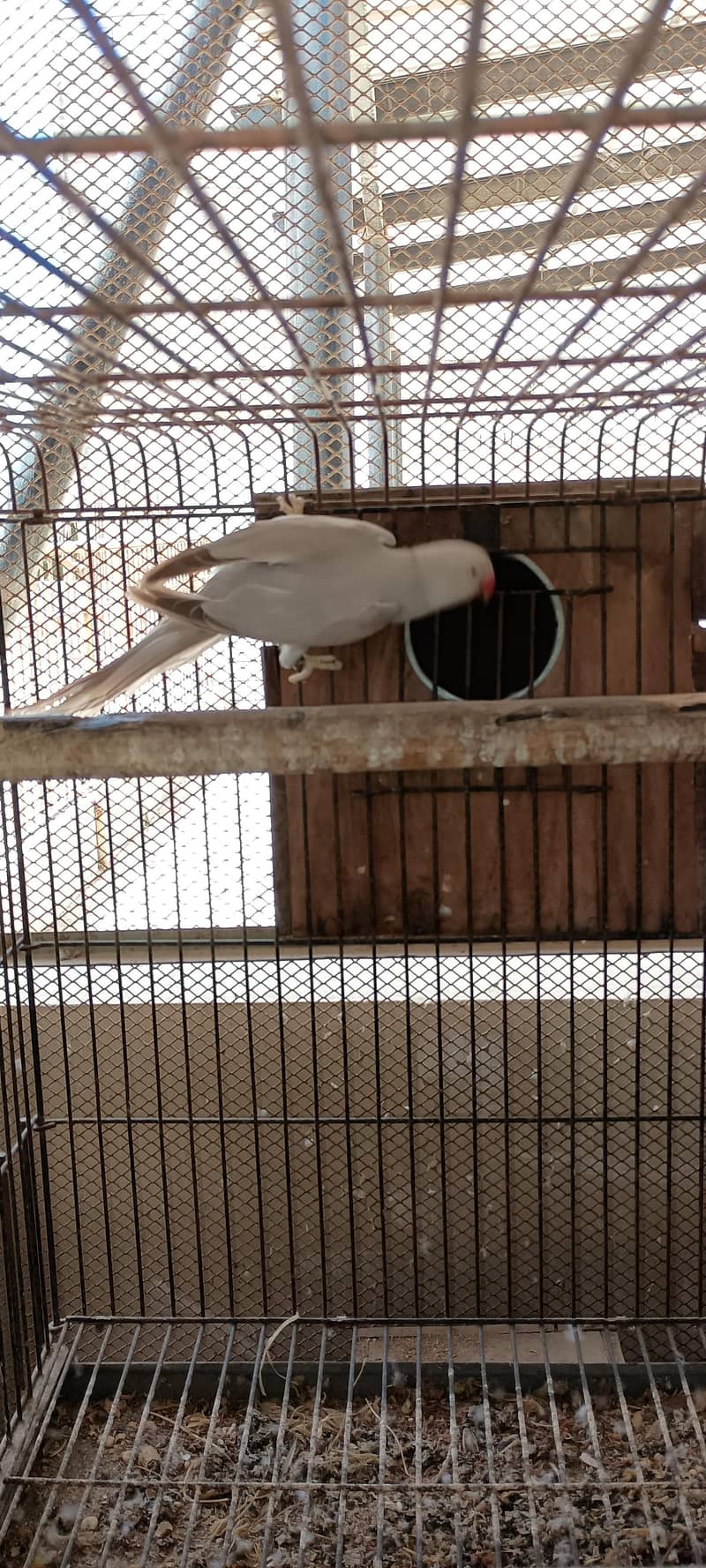 Silver Ringneck pair 3