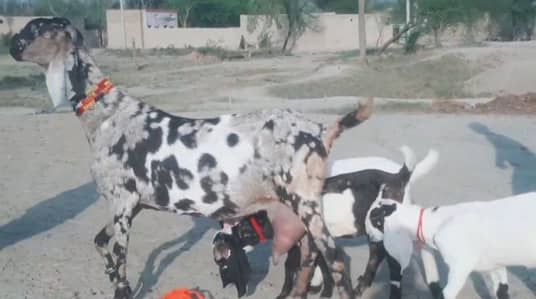 3 bacchon wali bakri for sale call"+03460421993