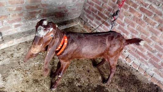one desi bakri or ak dasi bakra