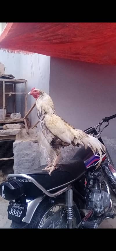 Pure Aseel murga whatsapp Number 03*09*77*31*803